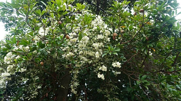 Nahaufnahme Brauner Sapodilla Fruchtstab Baum Mit Seinen Schönen Blüten — Stockfoto