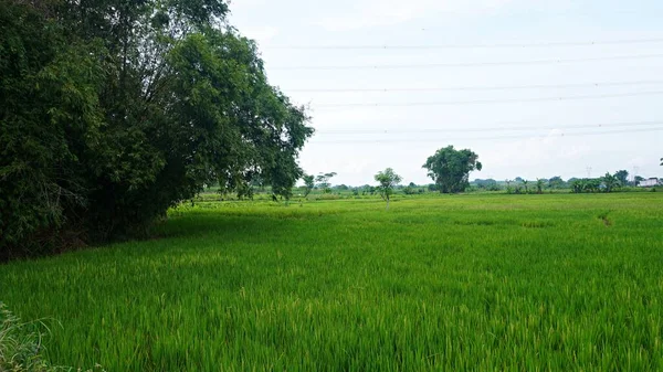 Dense green tall bamboo tree at paddy fields     