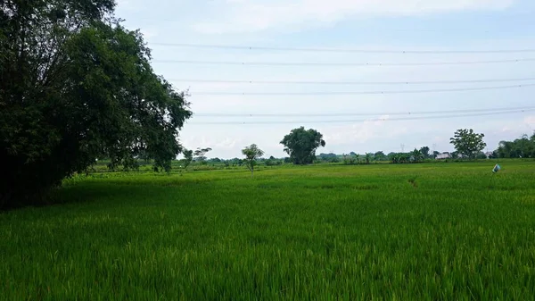 Dense green tall bamboo tree at paddy fields     