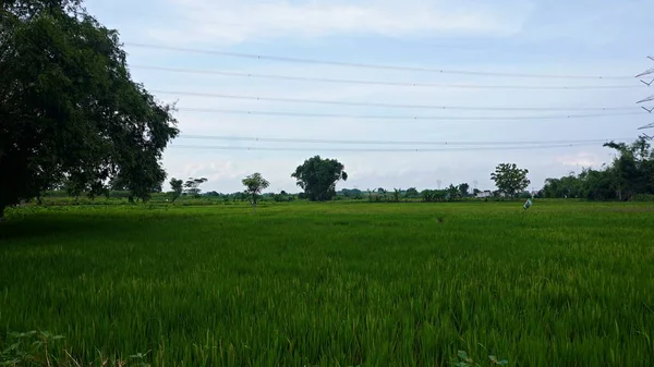 Dense green tall bamboo tree at paddy fields     