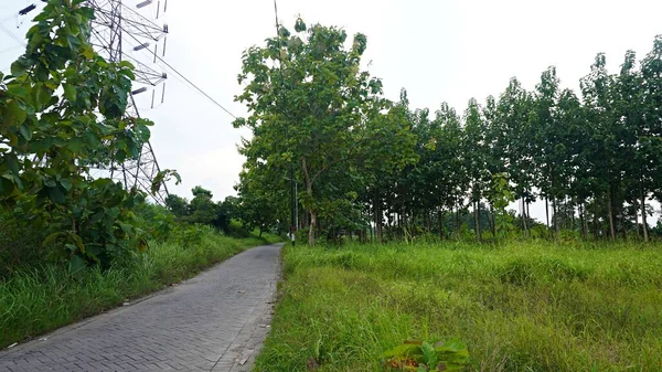 a quiet empty village rural road with a tranquil and cool natural feel. a paving street with lots of teak trees along the sides