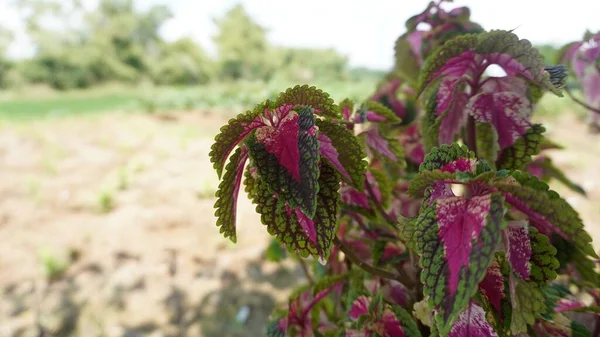 Close up multi color leaves red, yellow, pink, green miana or Coleus atropurpureus flower plant                      