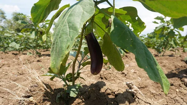 eggplant organic food in agriculture field in the afternoon    
