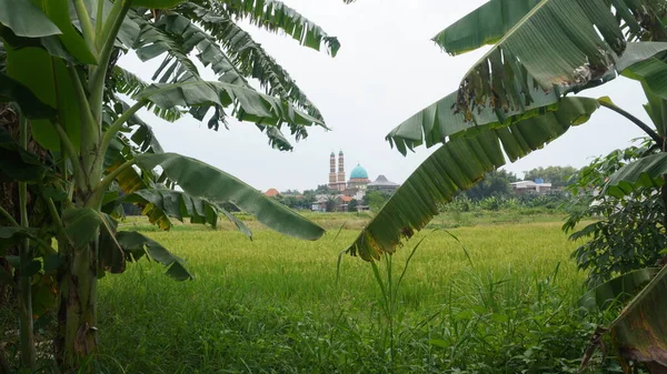 The mosque is seen from afar between the banana trees in the rice fields