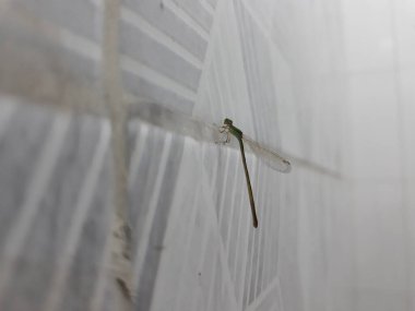 Selective focus Close up a small dragonfly perched on a tiled wall