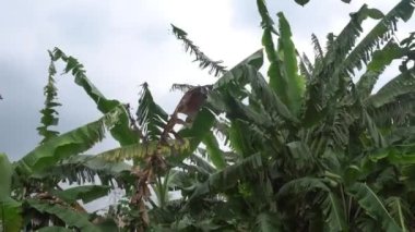 Banana tree plant blowing by the wild wind in the agriculture field