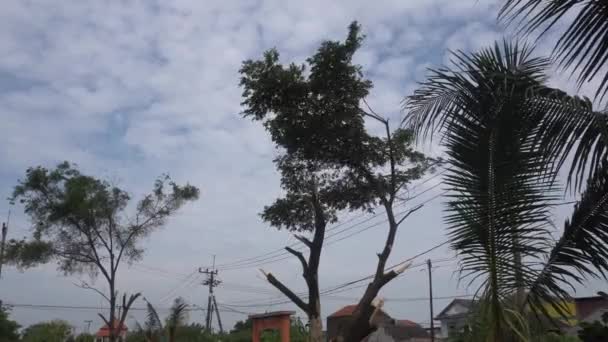 Fallen Tree Cutting Manually Using Parang Chopper — 비디오