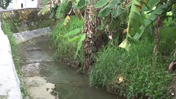 Residential Village Rural Drainage Ditch Banana Tree Side — Wideo stockowe