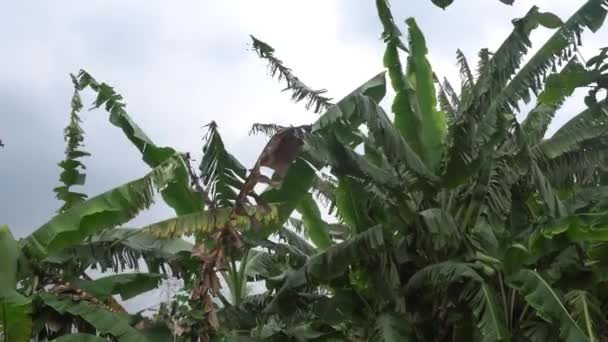 Banana Tree Plant Blowing Wild Wind Agriculture Field — Wideo stockowe