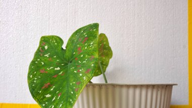 Selective focus ornamental plant with green leaves with red spots in a white pot  