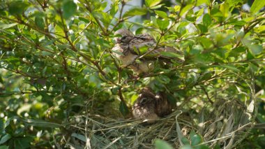 Selective focus turtledove baby young bird on a tree branch with their nest