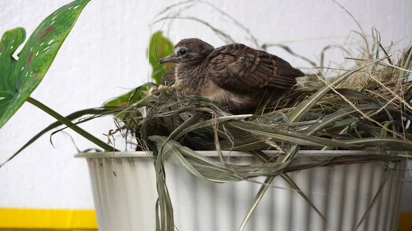 Selective focus turtledove baby young bird on a tree branch with their nest