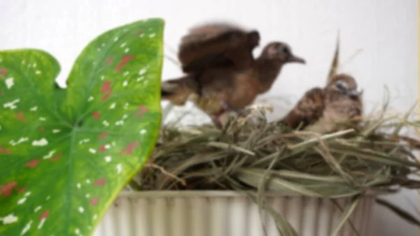Blurred background Calm Turtledove pigeon young baby in their nests on ornament flower plant above the pot    