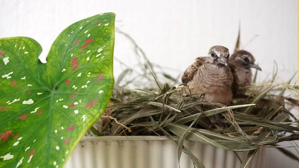Selective focus turtledove baby young bird on a tree branch with their nest
