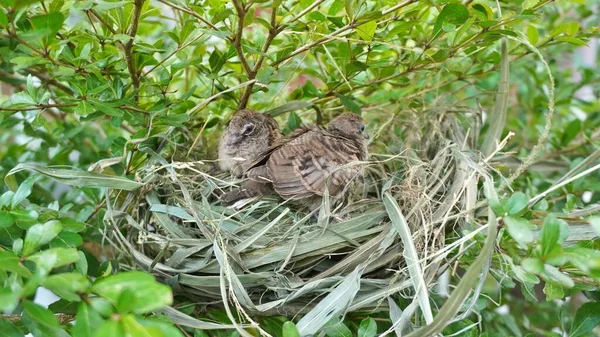 Selective focus turtledove baby young bird on a tree branch with their nest