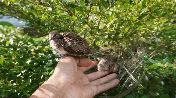 Selective focus turtledove baby young bird on a tree branch with their nest
