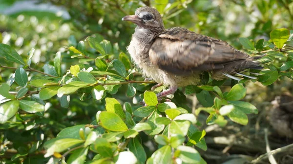 Selective focus turtledove baby young bird on a tree branch with their nest