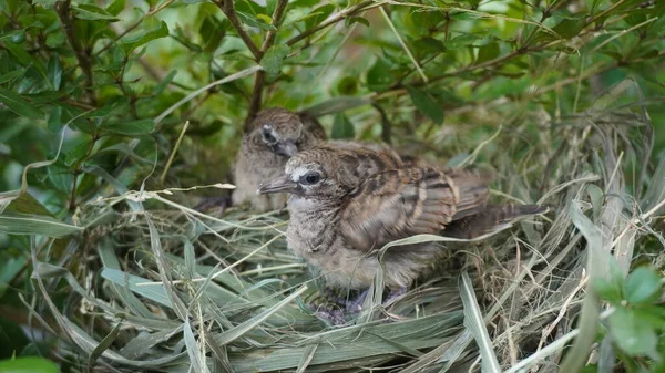 Selective focus turtledove baby young bird on a tree branch with their nest
