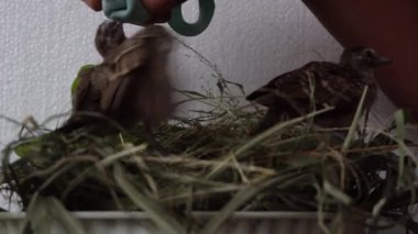 feeding and drinking turtledove pigeon young baby bird. leisure activity at home take care of pet