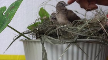 Calm Turtledove pigeon young baby in their nests on ornament flower plant above the pot