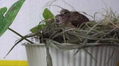 Calm Turtledove pigeon young baby in their nests on ornament flower plant above the pot