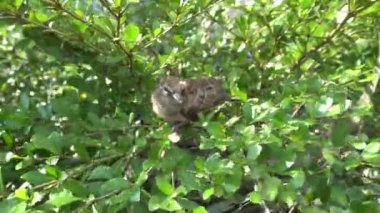 Turtledove pigeon young baby in their nests on shady green tree branches swaying by the wind