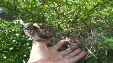 Turtledove pigeon young baby in their nests on shady green tree branches swaying by the wind