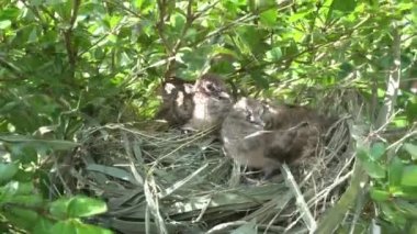 Turtledove pigeon young baby in their nests on shady green tree branches swaying by the wind