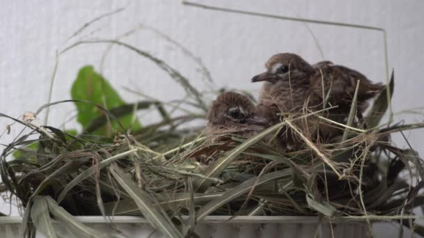 Calm Turtledove Pigeon Young Baby Nests Ornament Flower Plant Pot — Vídeo de Stock