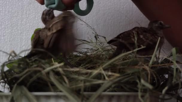 Voeren Drinken Tortelduif Jonge Baby Vogel Vrijetijdsbesteding Thuis Verzorgen Huisdier — Stockvideo