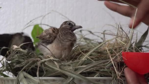 Feeding Drinking Turtledove Pigeon Young Baby Bird Leisure Activity Home — Stockvideo