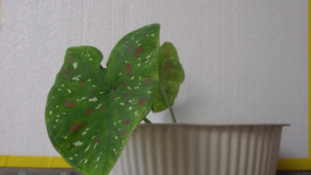Okrasná Rostlina Zelenými Listy Červenými Skvrnami Bílém Květináči — Stock video
