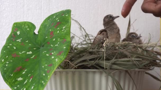 Voeren Drinken Tortelduif Jonge Baby Vogel Vrijetijdsbesteding Thuis Verzorgen Huisdier — Stockvideo