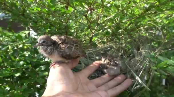 Turtledove Pigeon Young Baby Nests Shady Green Tree Branches Swaying — Stockvideo
