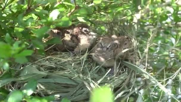 Turtledove Pigeon Young Baby Nests Shady Green Tree Branches Swaying — Stockvideo