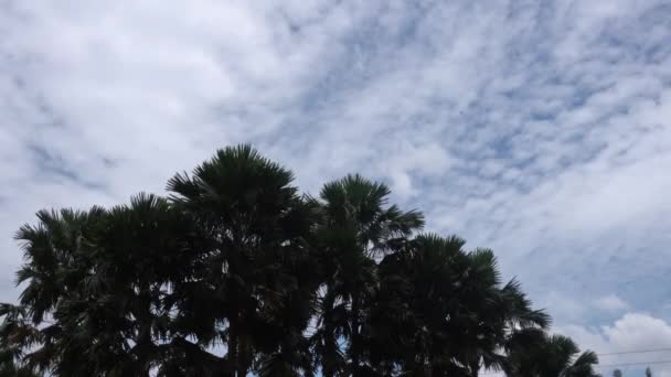 Hoge Kokosnoot Palmboom Zwaaiend Door Wind Bij Slecht Donker Weer — Stockvideo