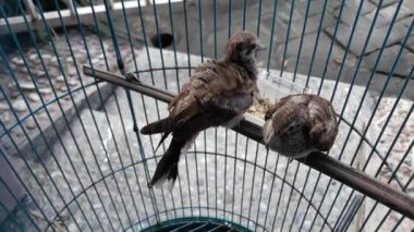 İki güvercin Kafesteki küçük bebek