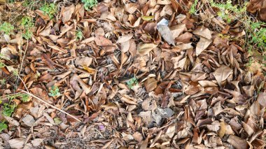 brown dry leaf on the ground texture