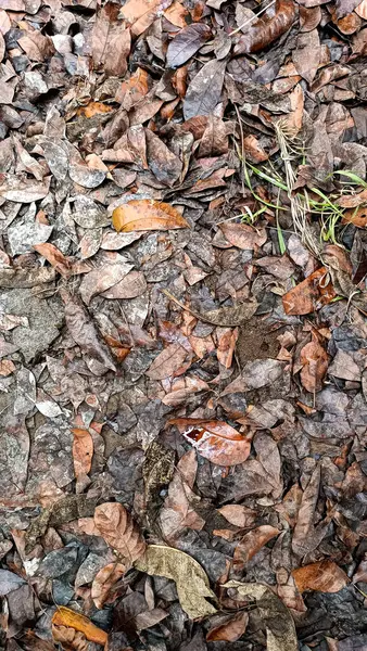 Yerdeki koyu kuru yaprak, 3 boyutlu tasarımcı için en iyisi. Kediri, Doğu Java, Endonezya. 09 Ekim 2022