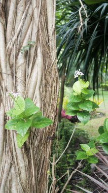 Bungkul Park, Surabaya, Doğu Java, Endonezya 'da büyük bir ağaç gövdesi. 01 Ocak 2023