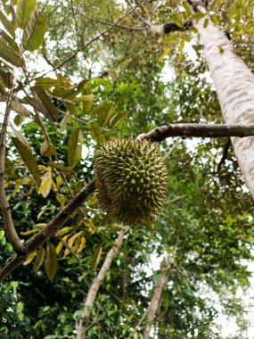 Tropik Fruit Durian olgunlaşmamış, ağaçta asılı duruyor. Kediri, Doğu Java, Endonezya. 09 Ocak 2023