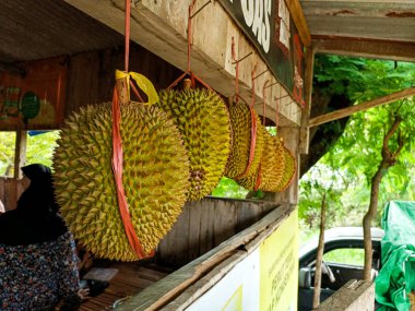 Durian (tropikal meyve) yiyecek tezgahında asılı duruyor. Gresik, Doğu Java, Endonezya. Şubat 02, 2023