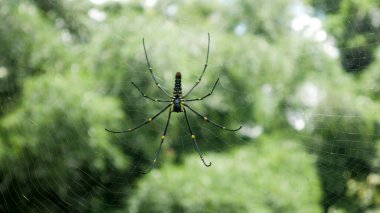 Nephila pilipes örümceği, fotoğrafçılığı kapat. Lembah Tumpang, Malang, Doğu Java, Endonezya. 17 Şubat 2023