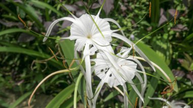 Plaj örümceği zambağı ya da Endonezya 'da 