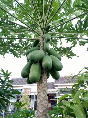 Ağaçta yeşil papaya (tropikal bir meyve). Malang, Doğu Java, Endonezya. 18 Şubat 2023