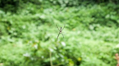 Yuvasında nefila örümceği var. Seçici odaklanma. Arka plan bulanık. Lembah Tumpang, Malang, Doğu Java, Endonezya 'da çekildi. 18 Şubat 2023