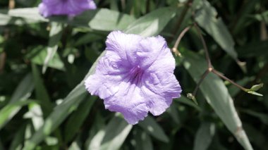 Ruellia Simplex veya Endonezya 'da 