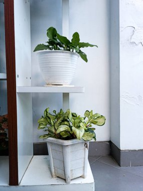 Tahtadan yapılmış Beyaz Modern Santral Rafı. Malang, Doğu Java, Endonezya 'da çekildi. 18 Şubat 2023