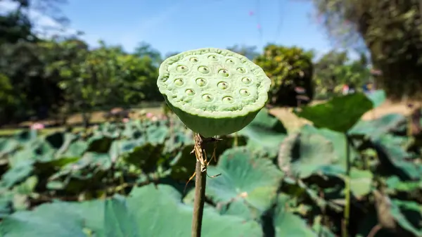 a close up photo of green lotus seed. Indonesia. September 30, 2017