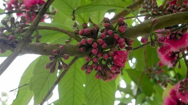 Stock image The Flowers of Eugenia Malaccensis a tropical fruit, in Indonesia often called Jambu Monyet. taken at Lembah Tumpang, Malang, East Java, Indonesia. February 18, 2023